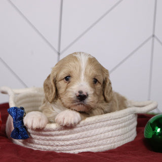 Everest - Available 1/14