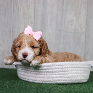 Evie - Available 5/28
