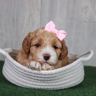 PUppies for Sale in Lewisville