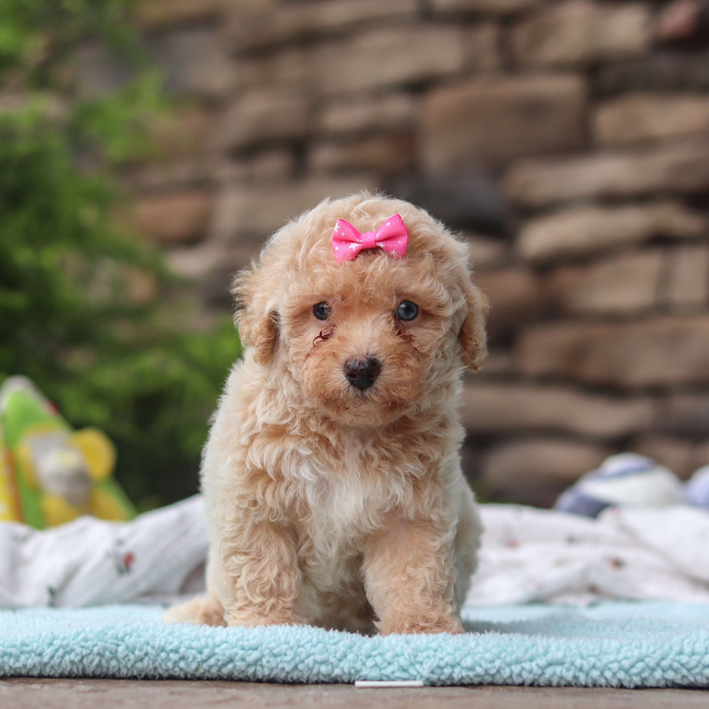 Matilda - Available 6/11