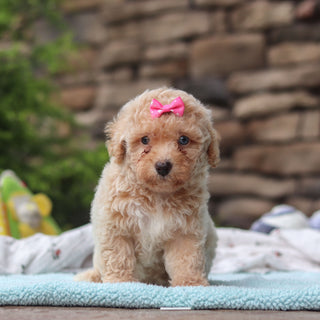 Matilda - Available 6/11
