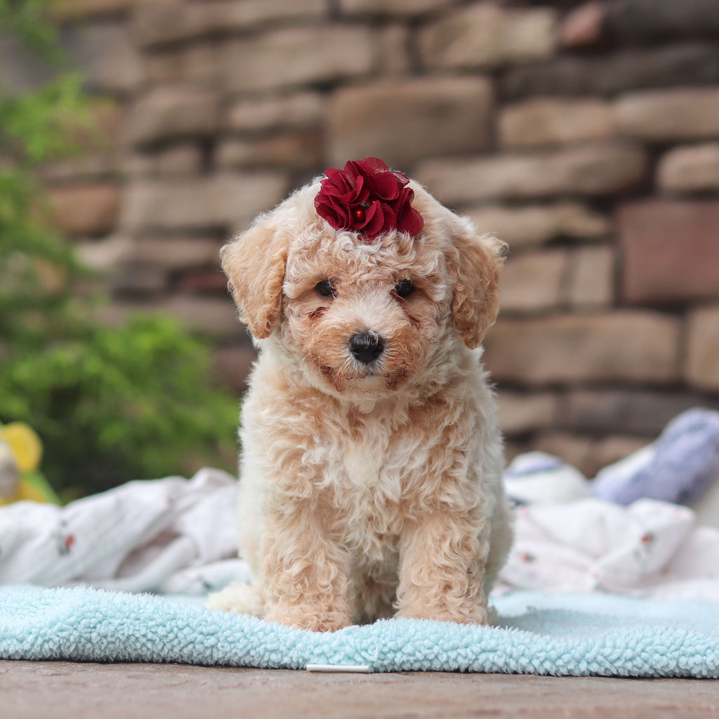 Maple - Available 6/11