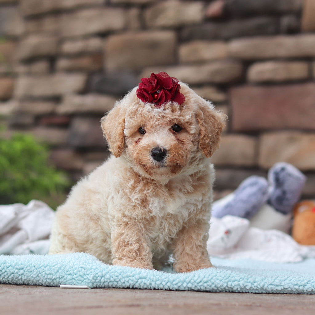 Maple - Available 6/11