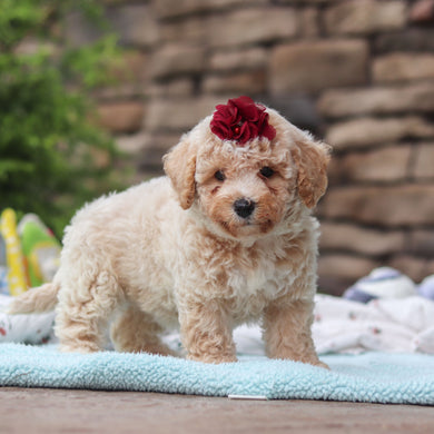 Maple - Available 6/11