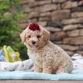 Maple - Available 6/11