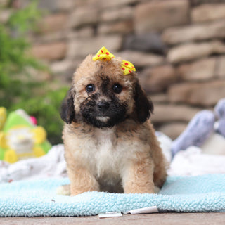 Maui - Available 6/11