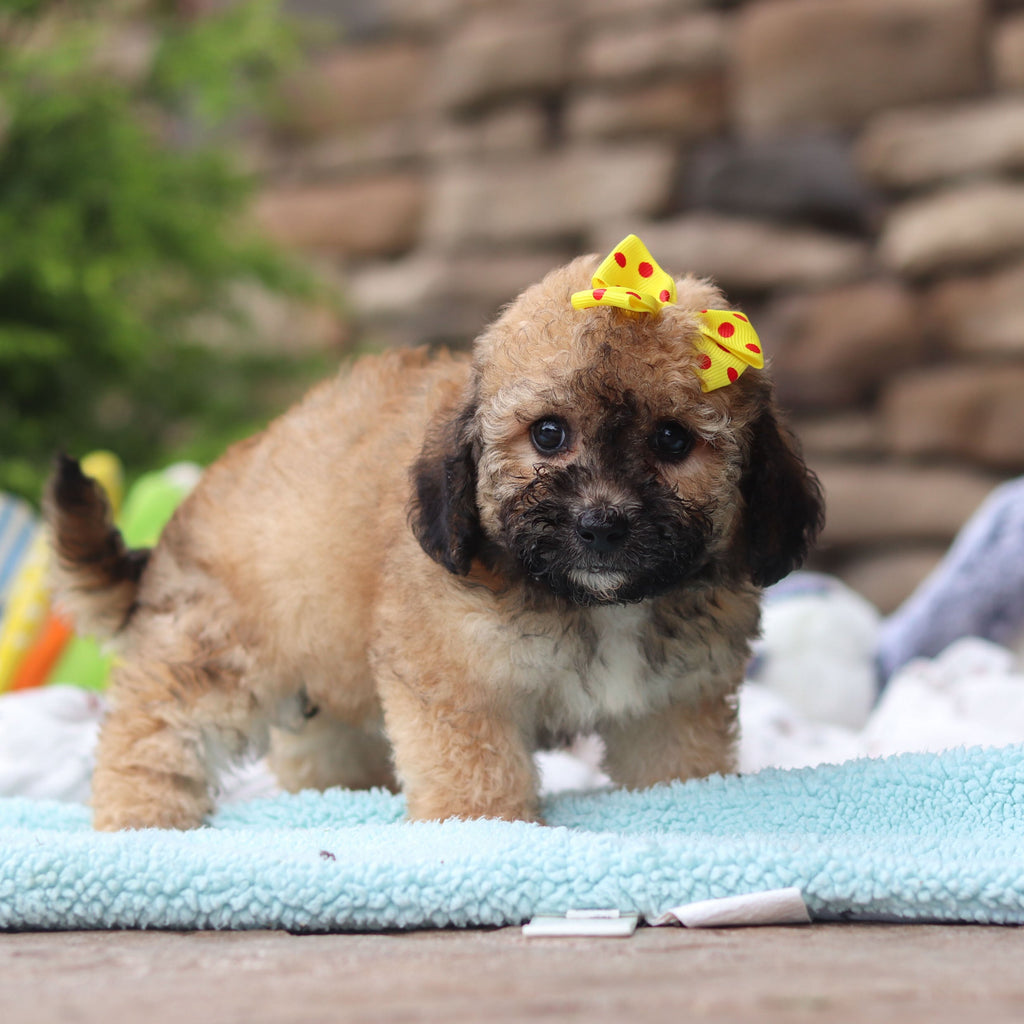 Maui - Available 6/11