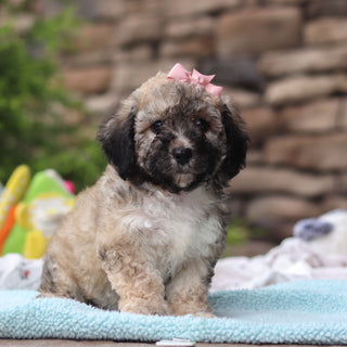 Midge - Available 6/11