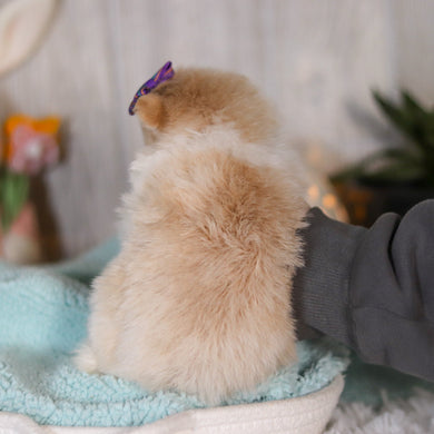 Willa - Available 5/7