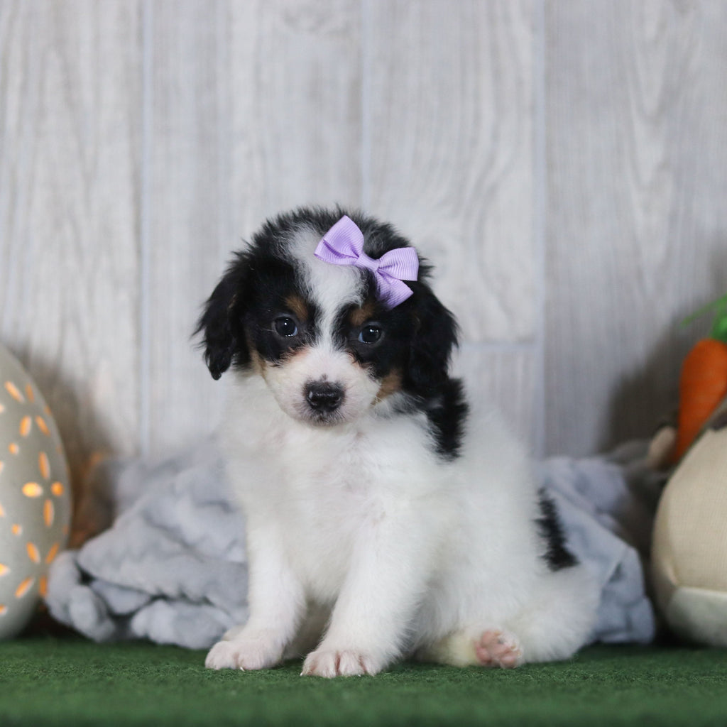 Bonnie - Available Now
