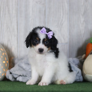 Bonnie - Available Now