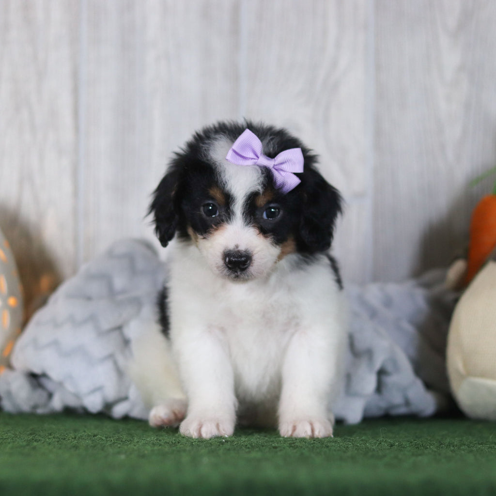 Bonnie - Available Now