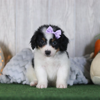 Bonnie - Available Now