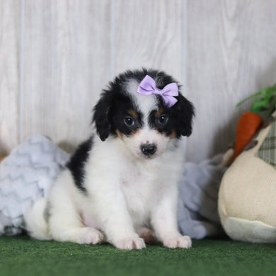 Bonnie - Available 4/16