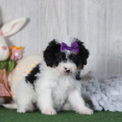 Bay - Available 4/16