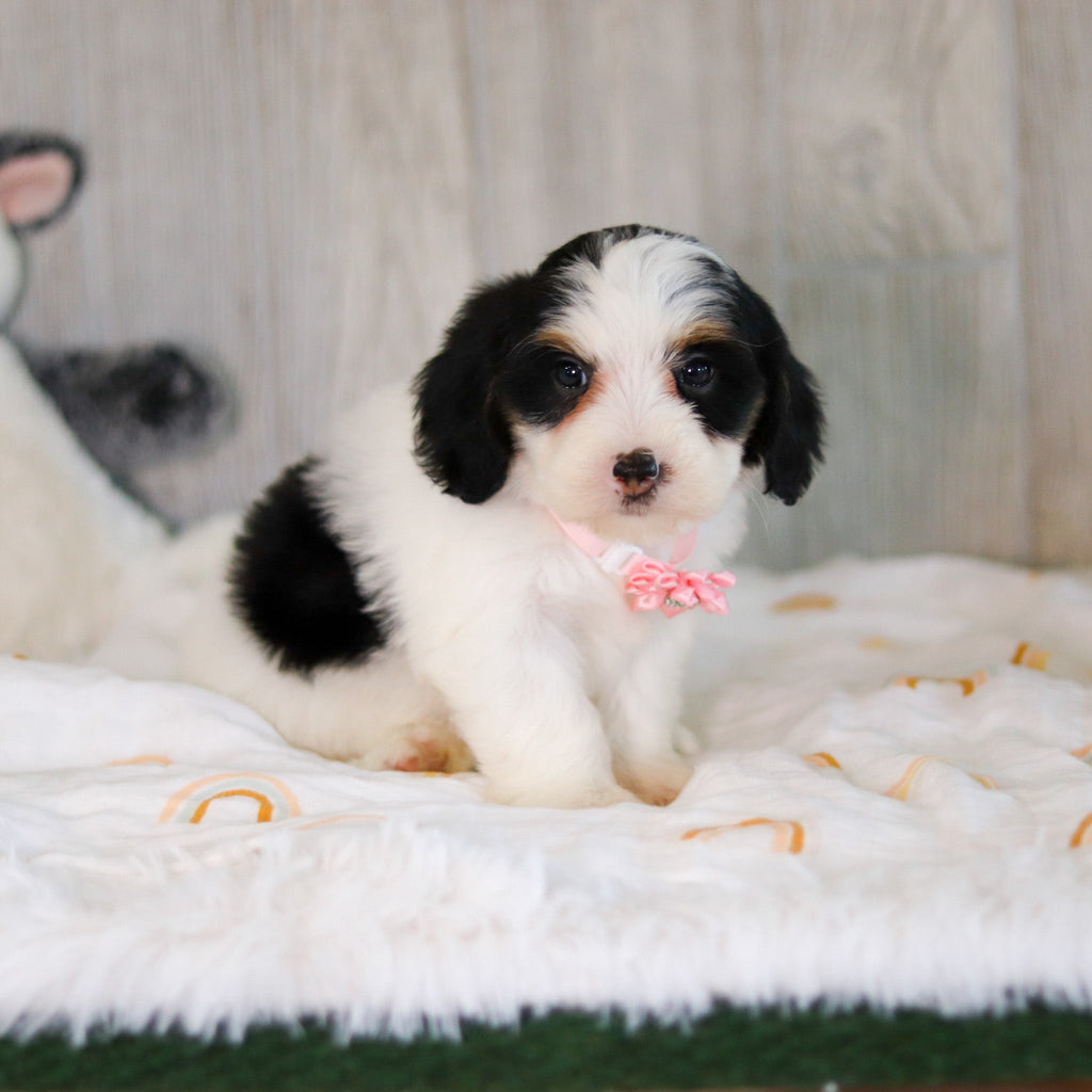 Cammie - Available 5/7