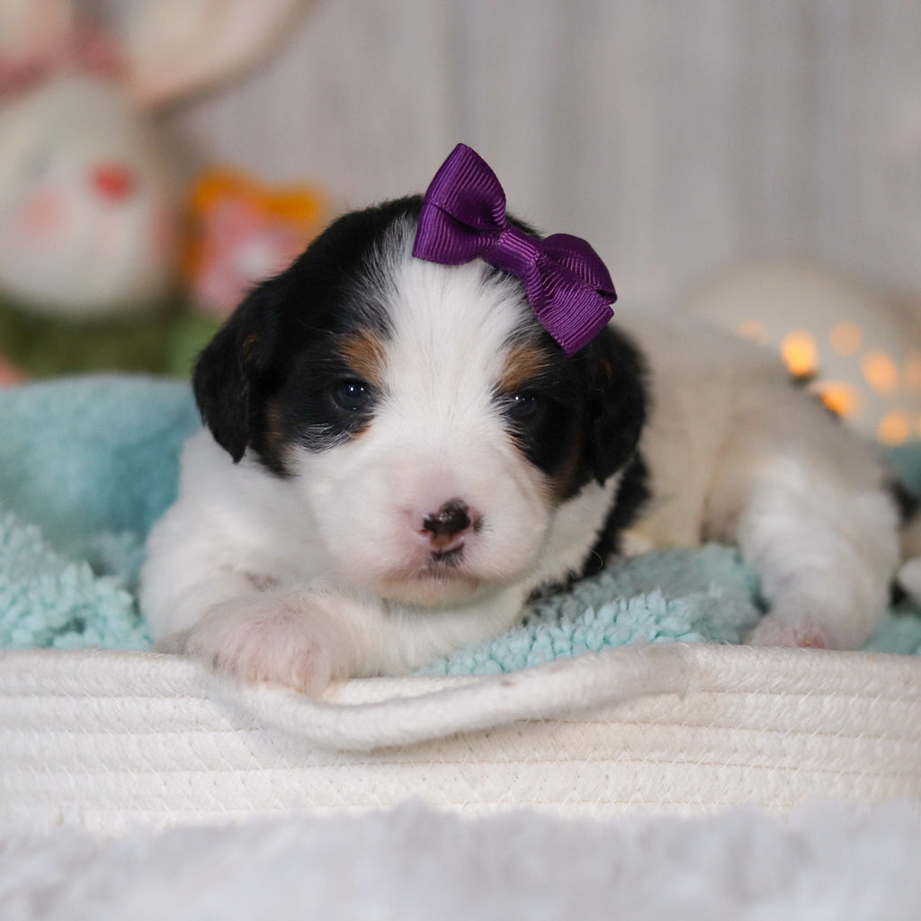 Cammie - Available 5/7