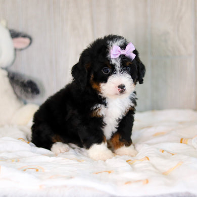 Callie - Available 5/7