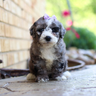 Buttercup - Available 6/4