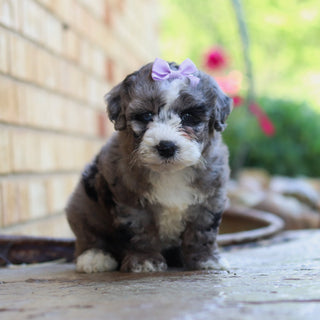 Buttercup - Available 6/5