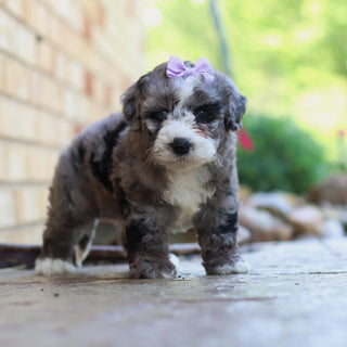 Buttercup - Available 6/5