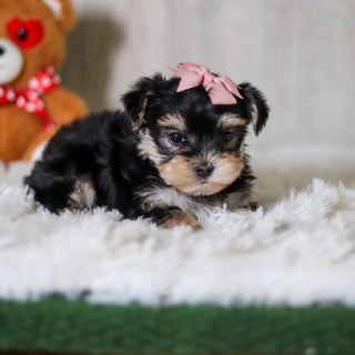 Cosette - Available 6/5