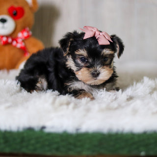Cosette - Available 6/5