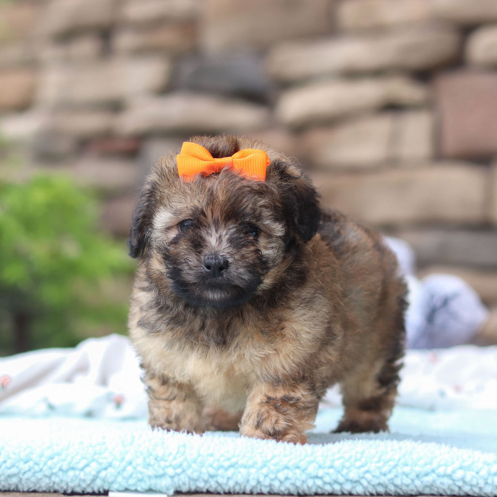 Brandy - Available 6/11