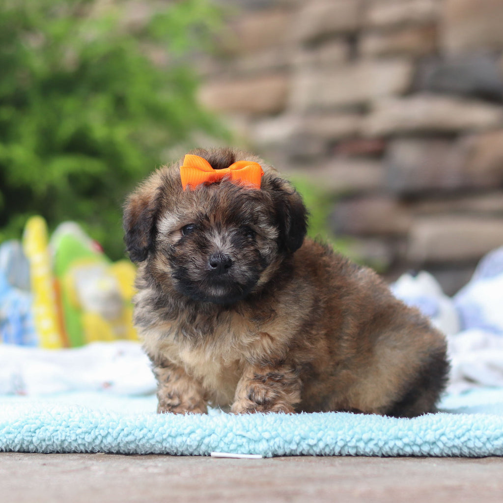 Brandy - Available 6/11