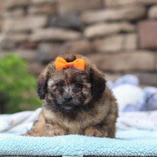 Brandy - Available 6/11