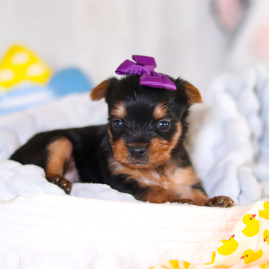 Tara - Available 5/14