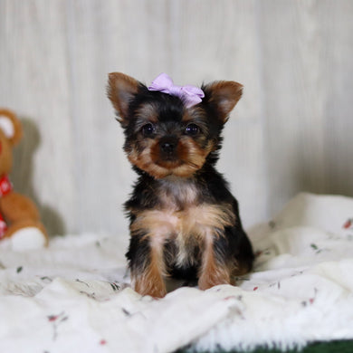 Tara - Available 5/21