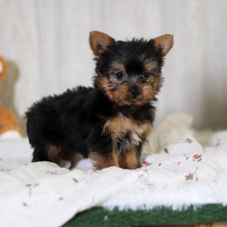Tess - Available 6/4