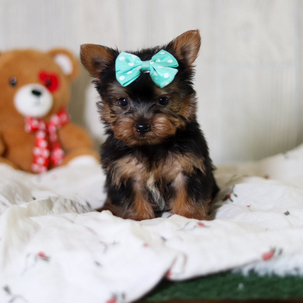 Tess - Available 6/4