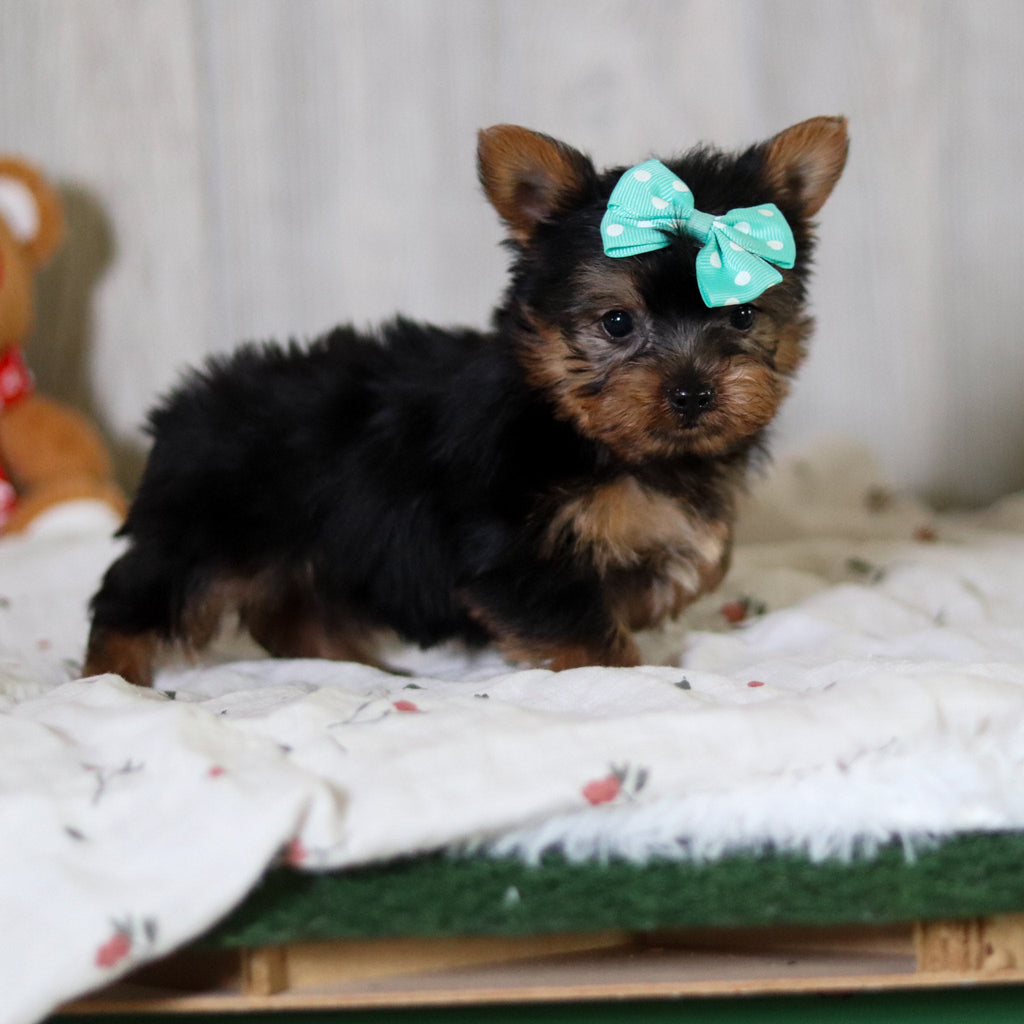 Tess - Available 6/4
