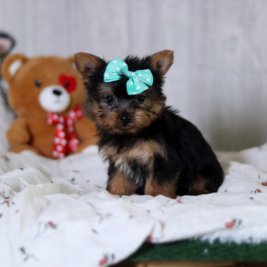 Tess - Available 5/21