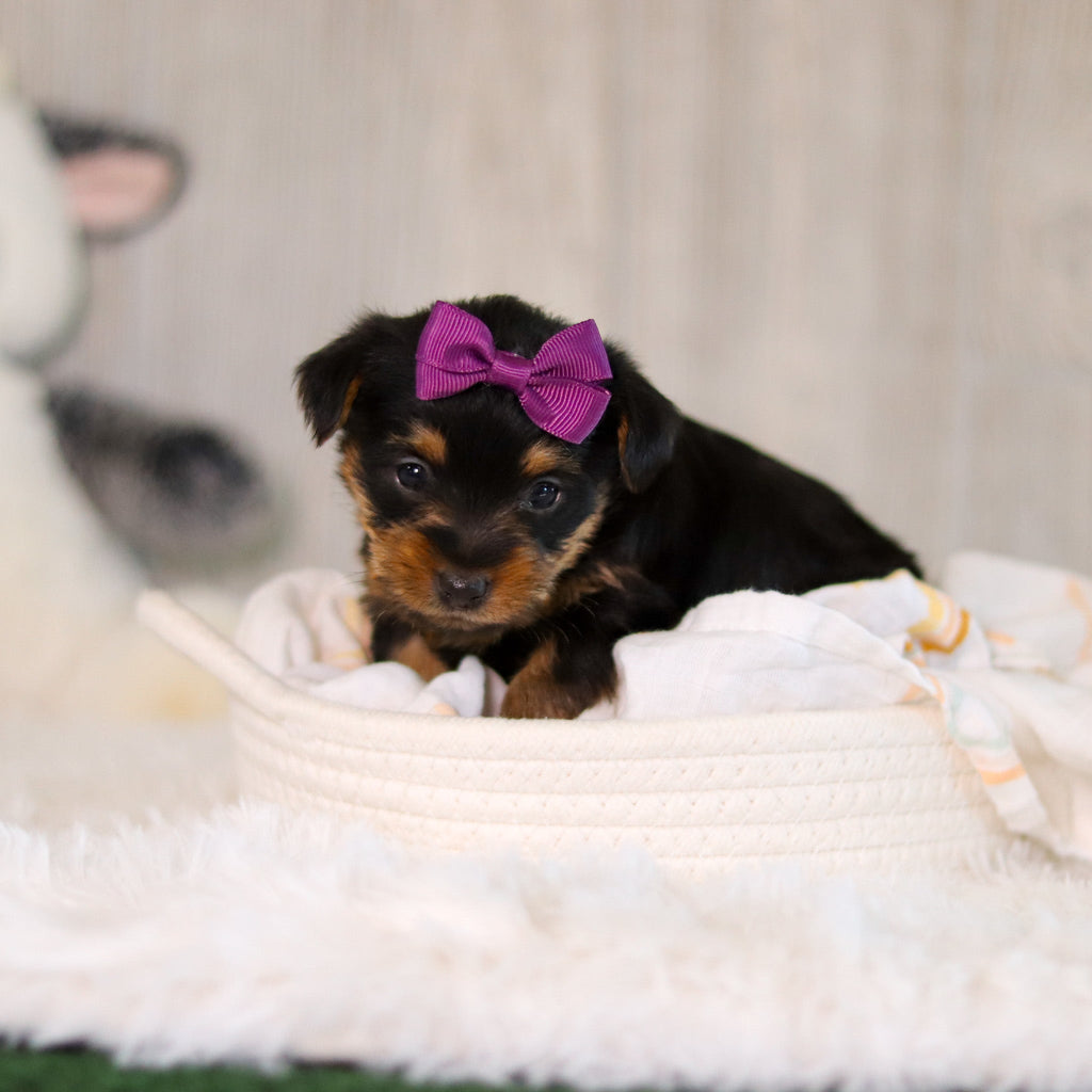 Cookie - Available 5/28
