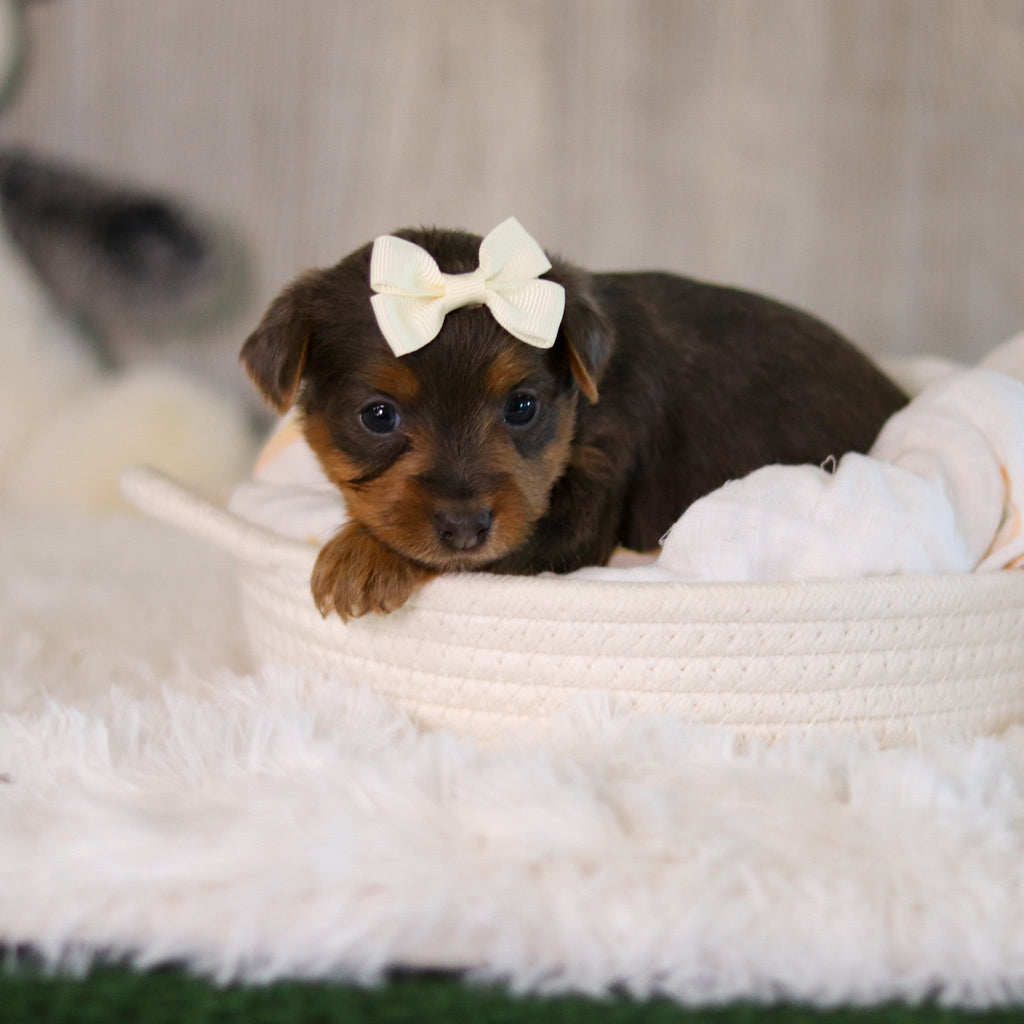 Cinnamon - Available Now