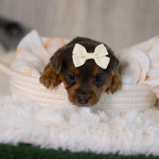 Cinnamon - Available Now
