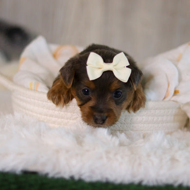 Cinnamon - Available 5/28