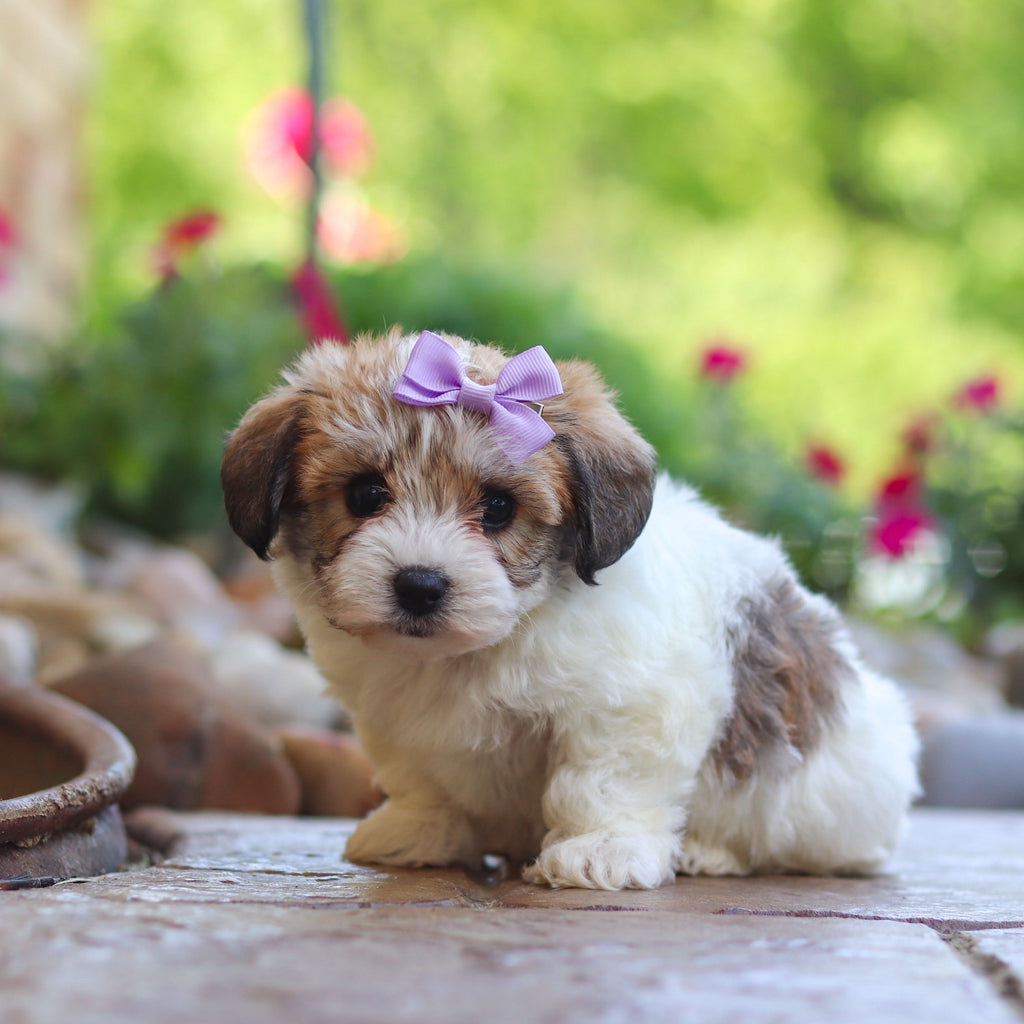 Addie - Available 6/5