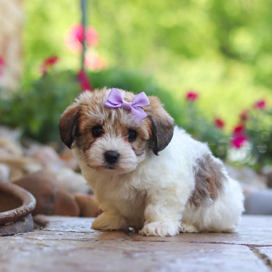 Addie - Available 6/4