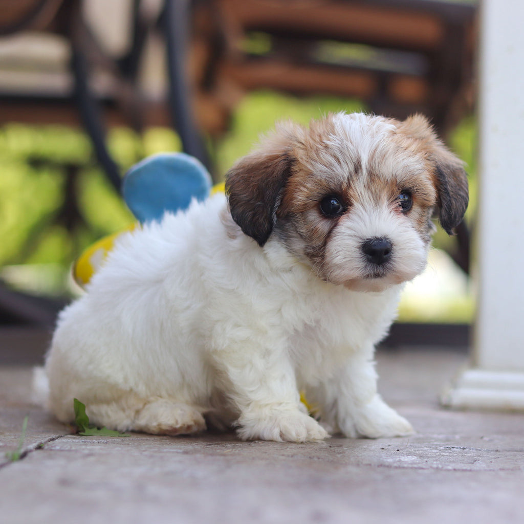 Addie - Available 6/5