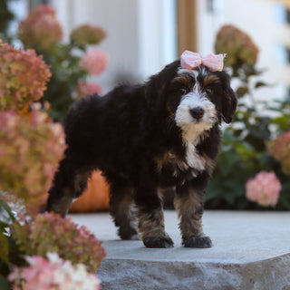 Oaklyn - Available 10/22