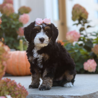 Oaklyn - Available 10/22