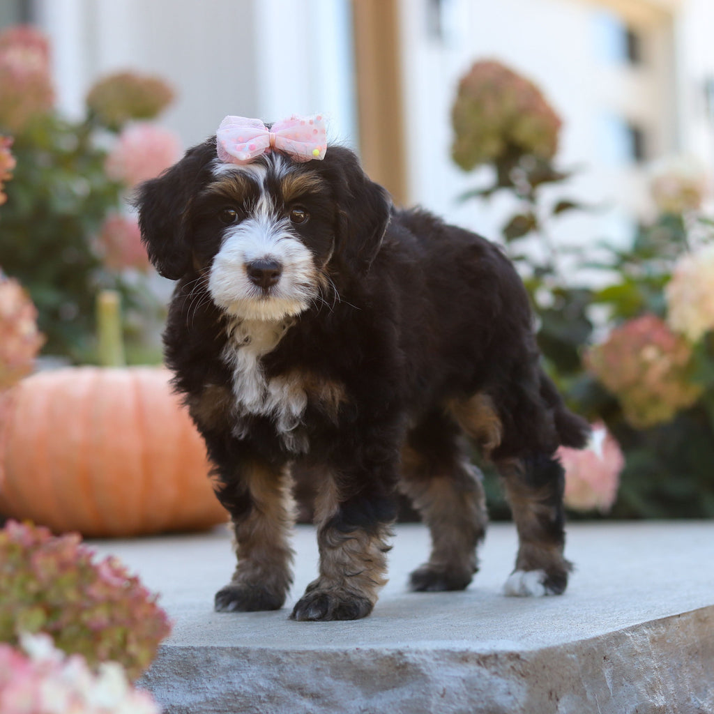 Oaklyn - Available 10/22