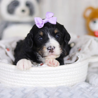 Dorothy - Available 4/2