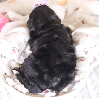 Dorothy - Available 4/2