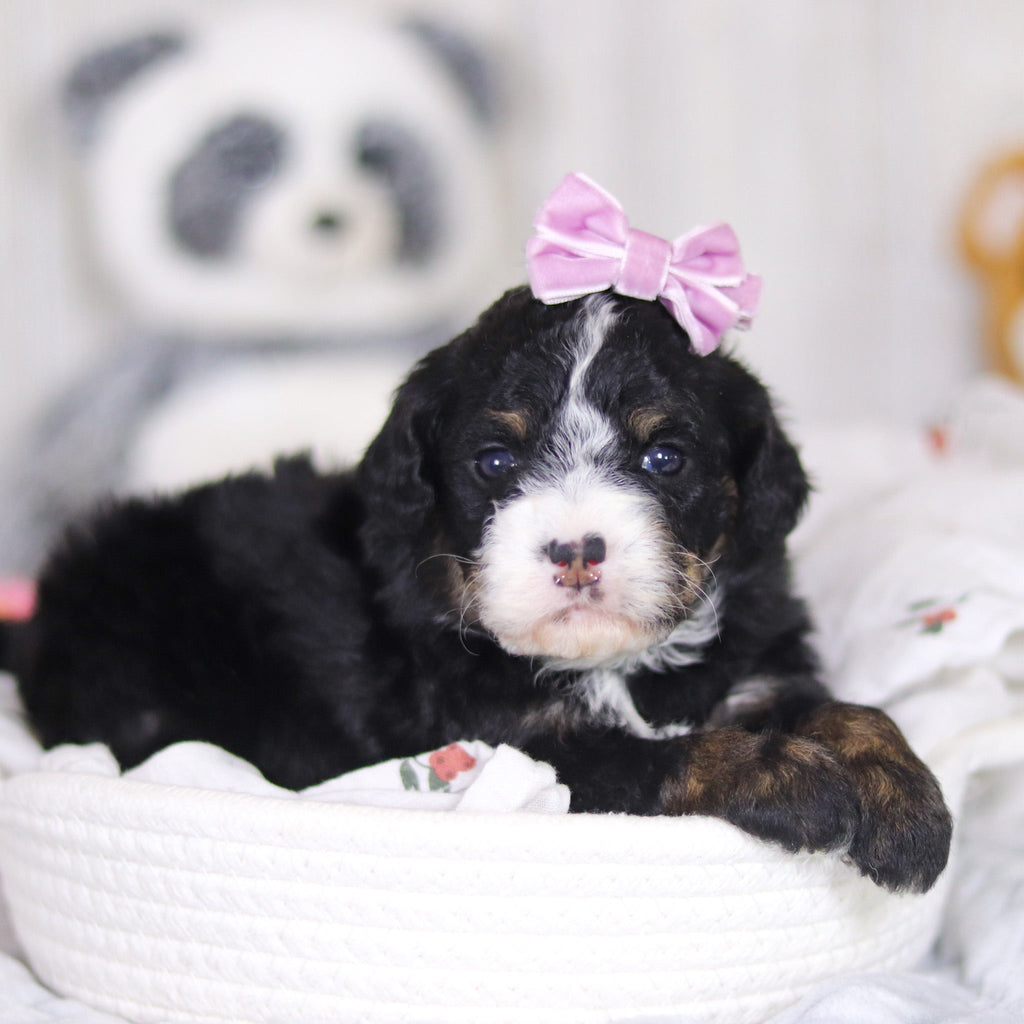 Delilah - Available 4/2