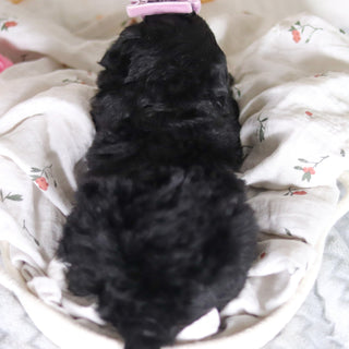 Delilah - Available 4/2